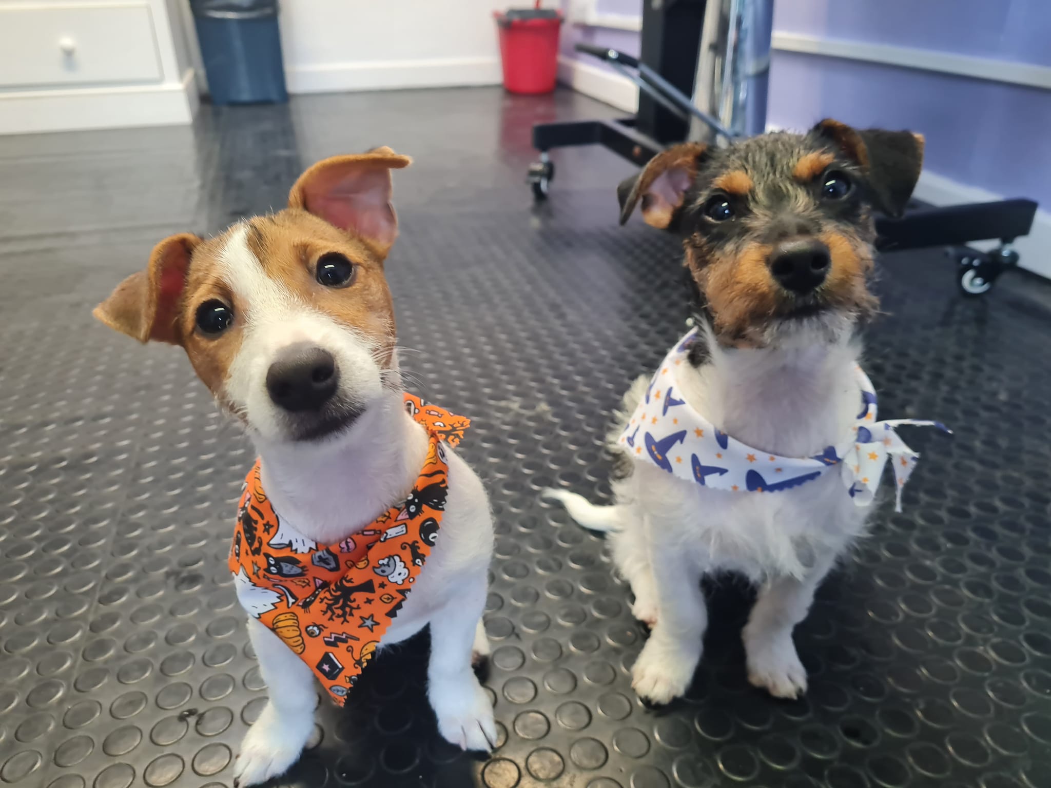Two pups in bandanas